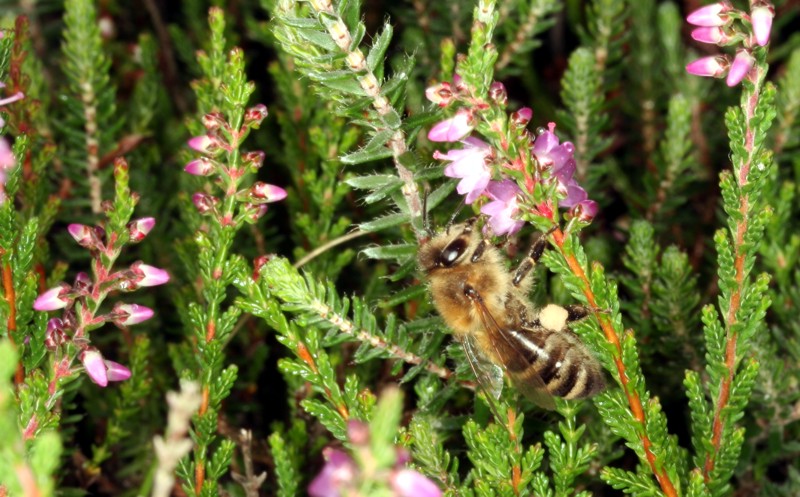 Honigbiene auf Besenheide (<i>Calluna vulgaris</i>)